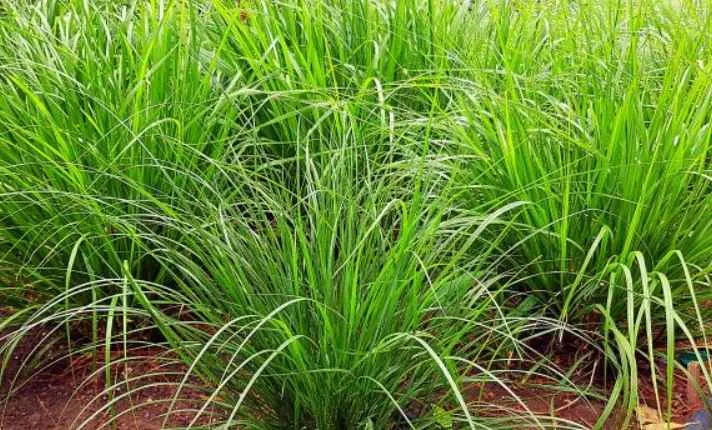 lemongrass - Best  Ginger Companion Plant