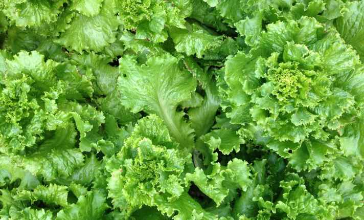 Lettuce - Best Scallion Companion Plants