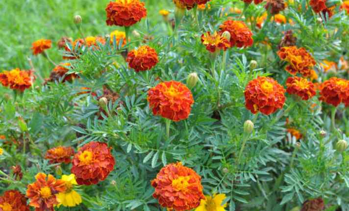 Marigold - Zinnia Companion Plant