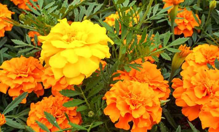 Marigold - Best Scallion Companion Plants
