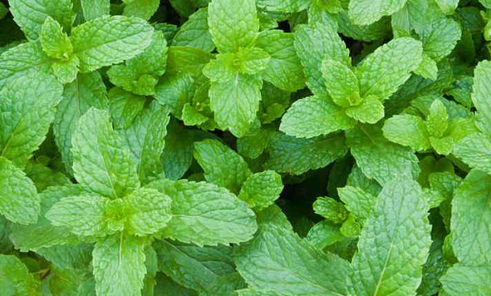 Mint - Best Companion Plant for Raspberries