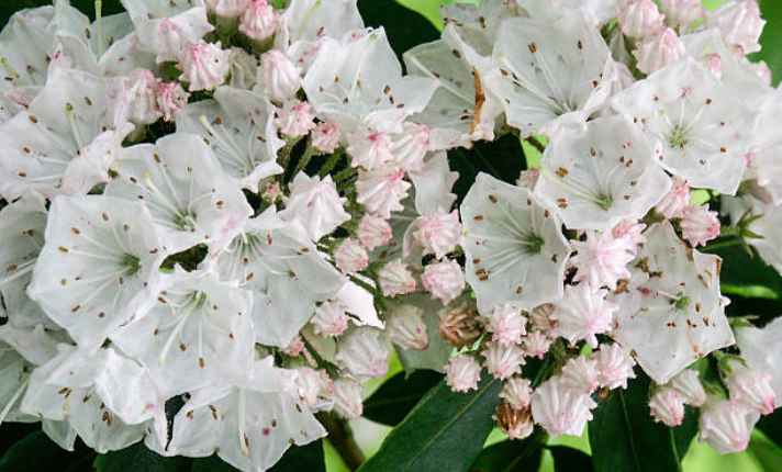Mountain laurel - Best Coral Bells Companion Plants