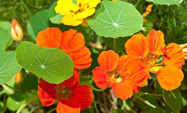 Nasturtium - Zinnia Companion Plant