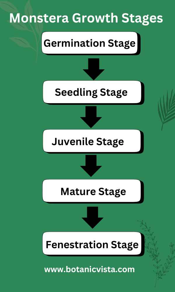 Infographic - Monstera Growth Stages