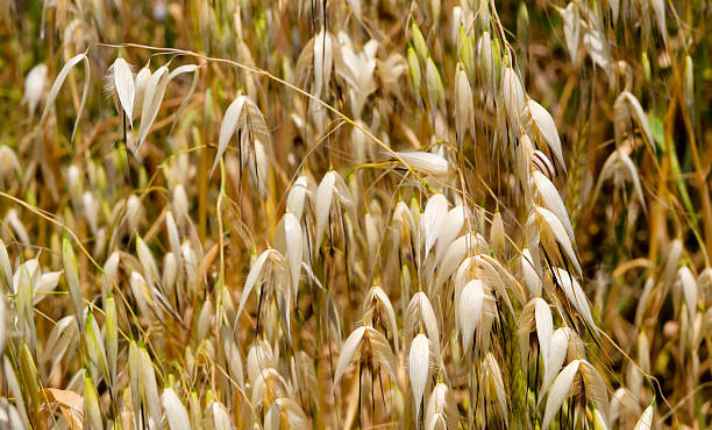 Oats - Best Companion Plant for Raspberries