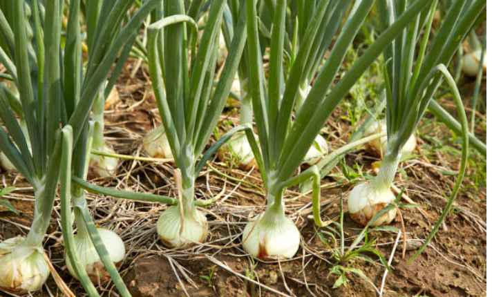 Onion - Best Cauliflower Companion Plant