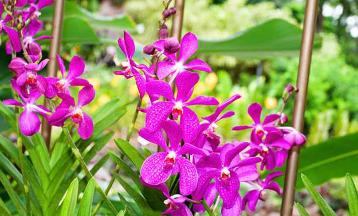 Orchid - Best Ginger Companion Plant