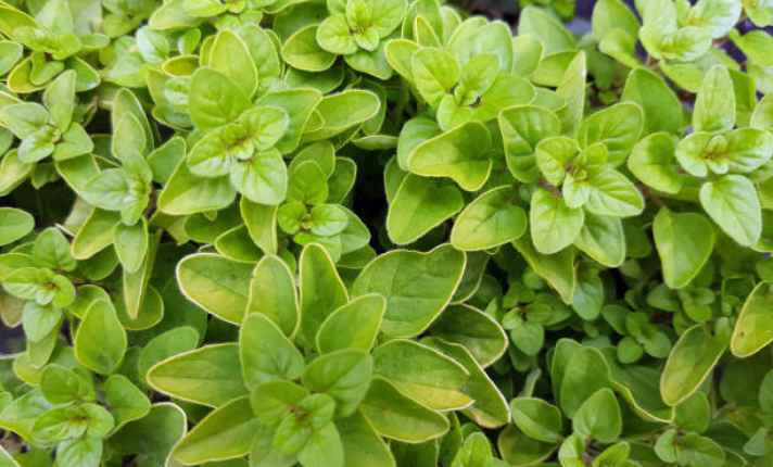 Oregano - Best Lavender Companion Plant