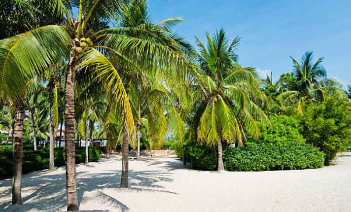 Palm tree - Best Ginger Companion Plant