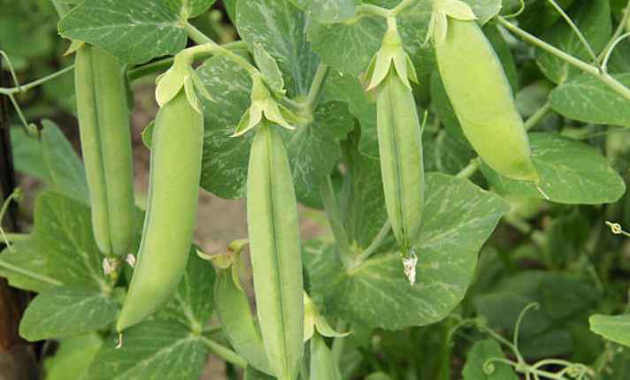 Peas - Best Ginger Companion Plant