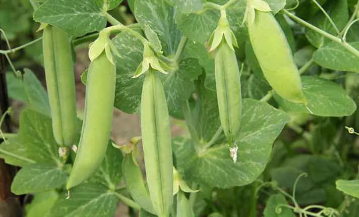 Peas - Best  Ginger Companion Plant
