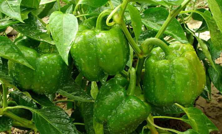 Pepper - Zinnia Companion Plant