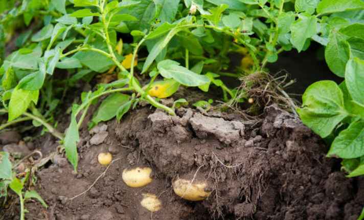 Potato - Worst Companion Planting for Arugula