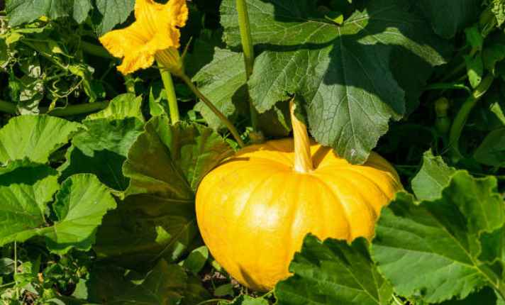 Pumpkin - Bad Companion Planting With Kohlrabi
