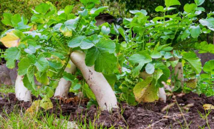Radish - Best Cauliflower Companion Plant