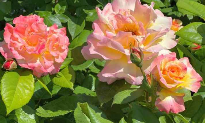 Rose - Best Lavender Companion Plant