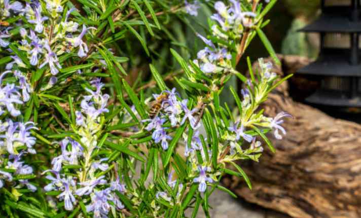 Rosemary - Best Sage Companion Plant
