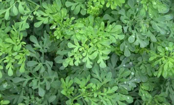 Rue - Bad Sage Companion Plant