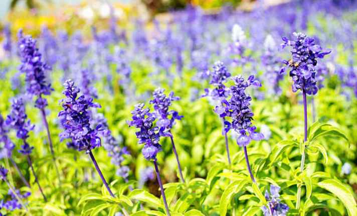 Sage - Best Lavender Companion Plant
