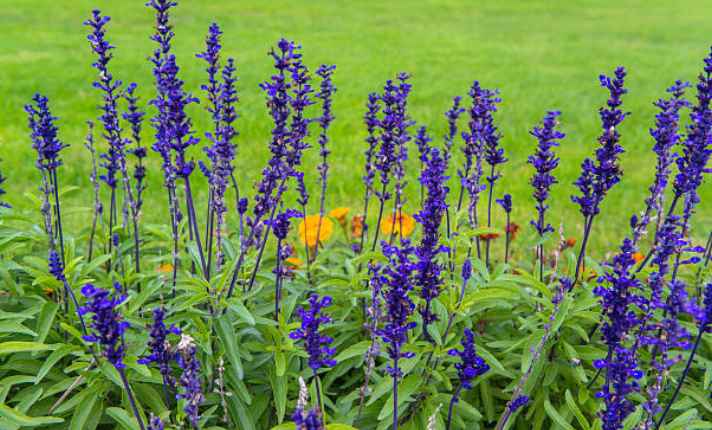 Sage - Best Cauliflower Companion Plant