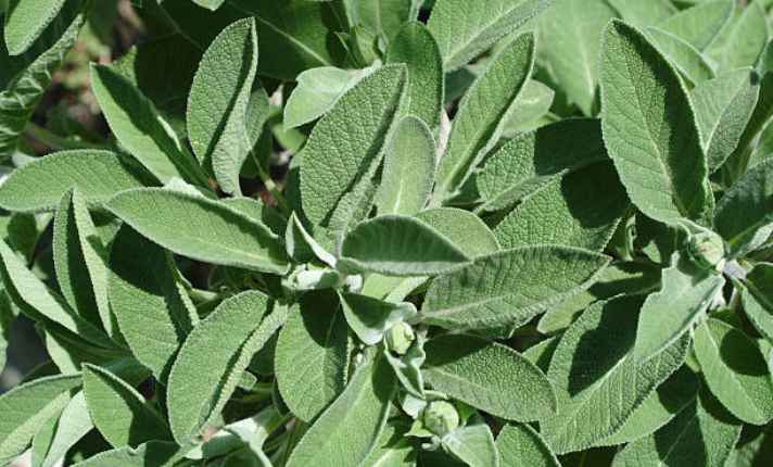 Salvia - Zinnia Companion Plant