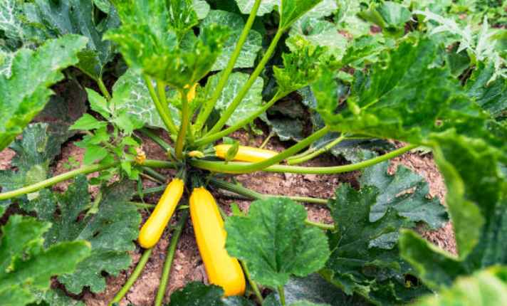 Squash -Zinnia Companion Plant