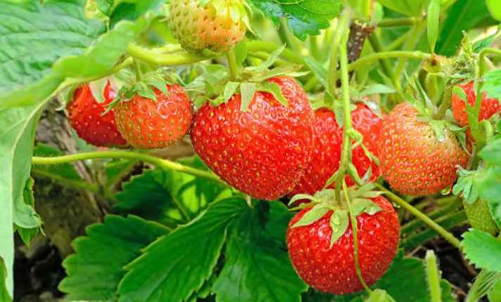 Strawberries - Worst Companion Planting for Arugula