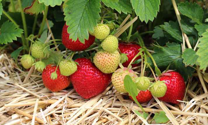 Strawberry - Best Scallion Companion Plants