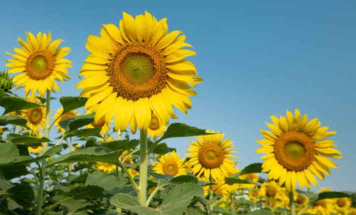 Sunflower - Zinnia Companion Plant