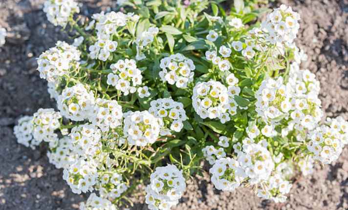 Sweet alyssum - Zinnia Companion Plant