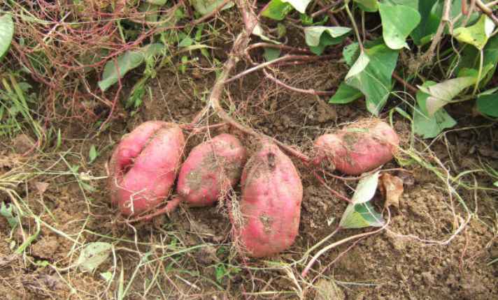 Sweet potato - Best Ginger Companion Plant