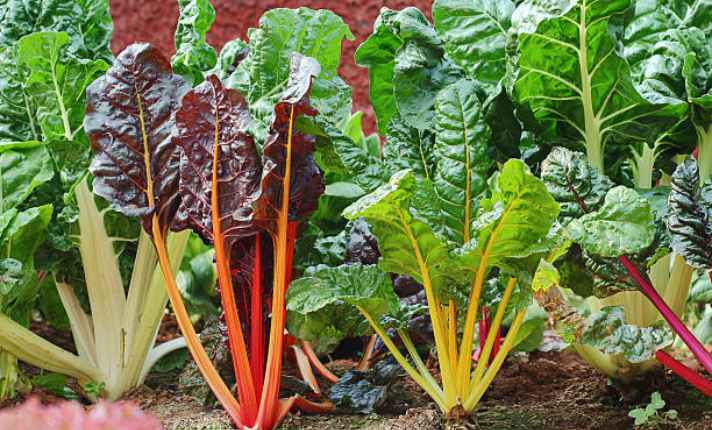 Swiss chard -Best Cauliflower Companion Plant