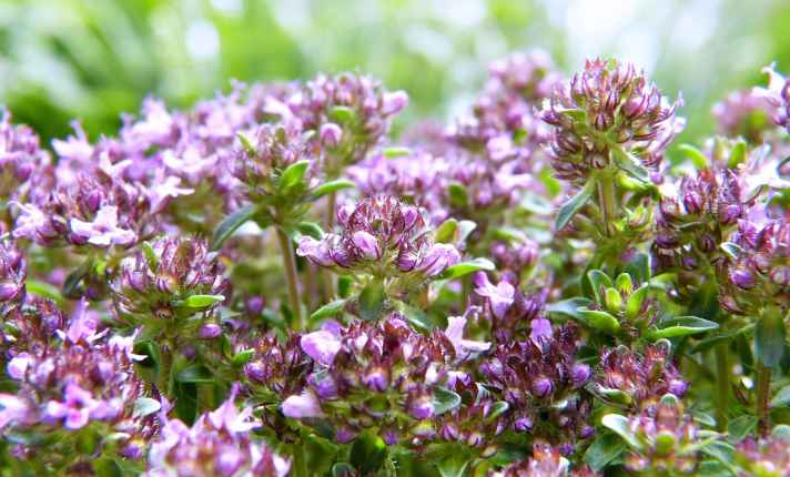 Thyme - Best Companion Planting With Kohlrabi