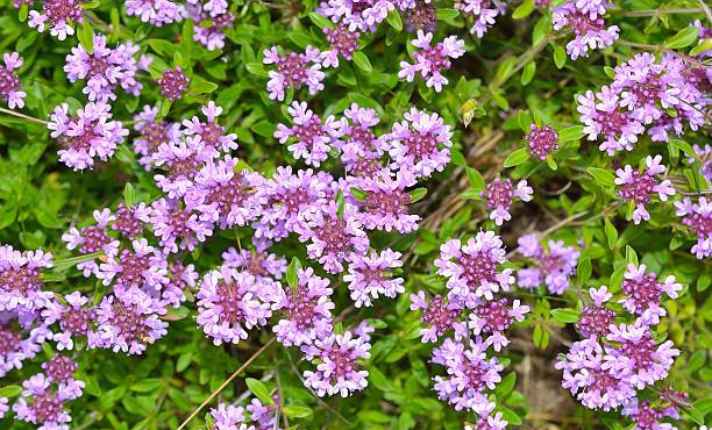 Thyme - Best Cauliflower Companion Plant