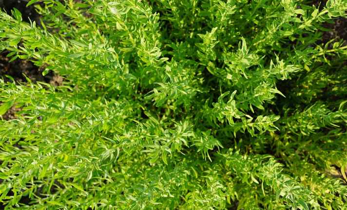 Thyme - Best Lavender Companion Plant