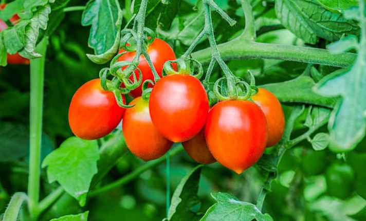 Tomato - Worst Companion Planting for Arugula