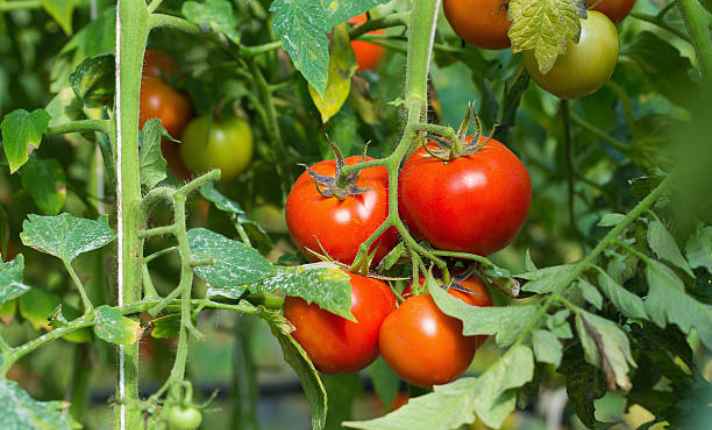 Tomato - Bad Companion Planting With Kohlrabi