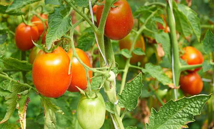 Tomato - Zinnia Companion Plant
