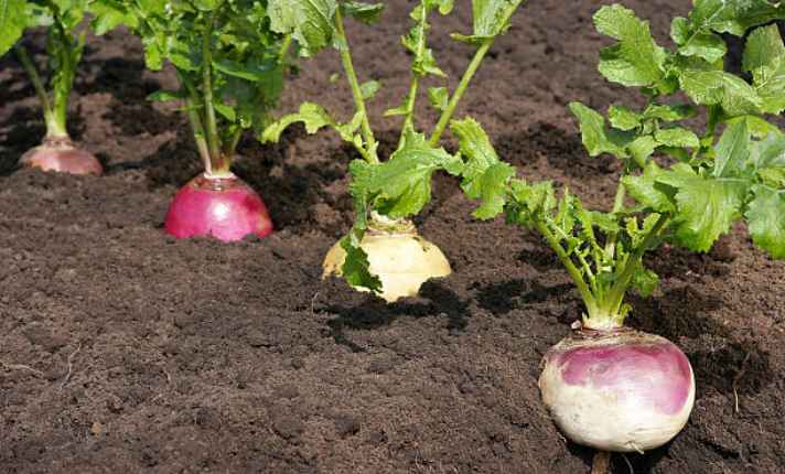 Turnip - Best Companion Plant for Raspberries