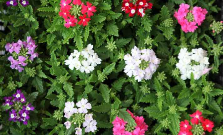 Verbena - Zinnia Companion Plant