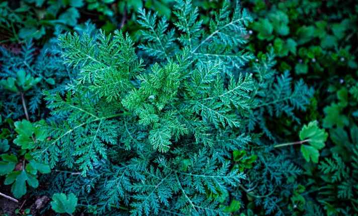 Wormwood - Bad Sage Companion Plant