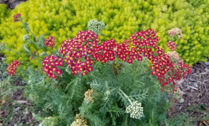 Yarrow - Best Cauliflower Companion Plant