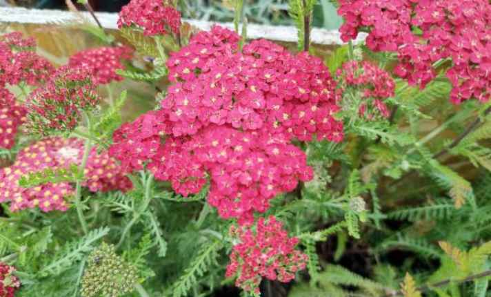 Yarrow - Best Lavender Companion Plant