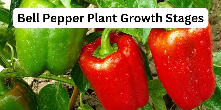 Bell Pepper Plant Growth Stages