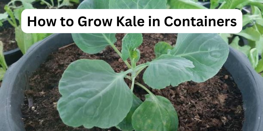 How to Grow Kale in Containers