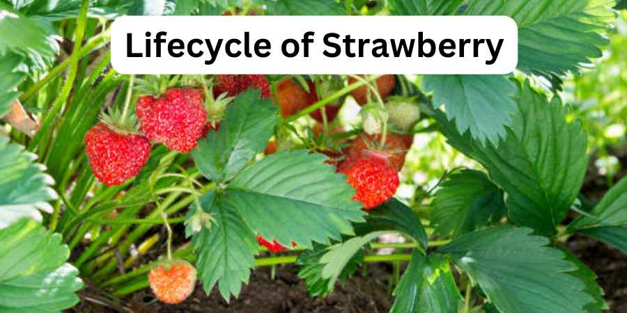 Lifecycle of Strawberry