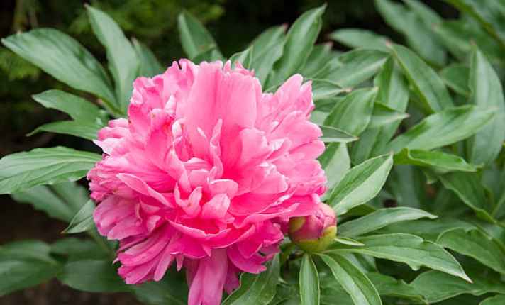 Flower Opening