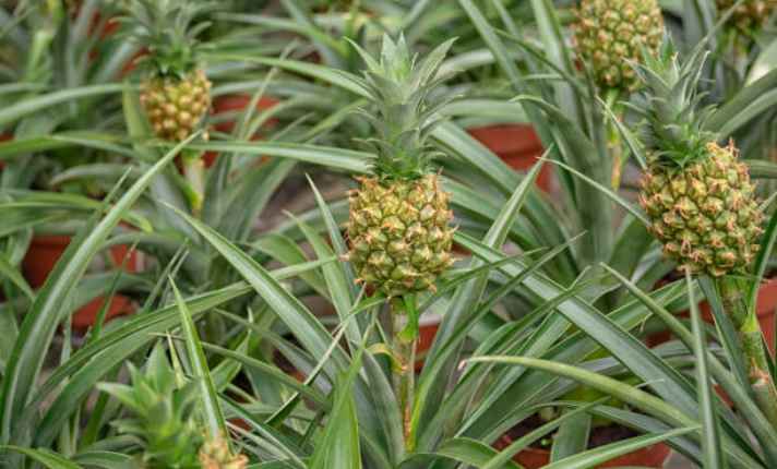 Flowering and Fruiting
