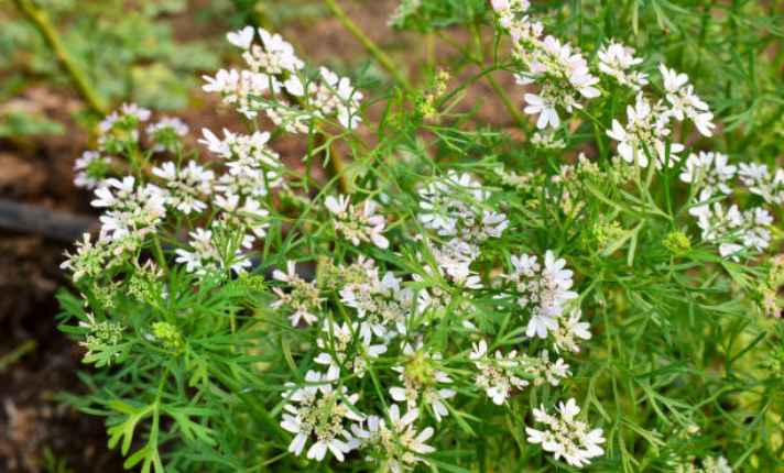 Flowering Stage 