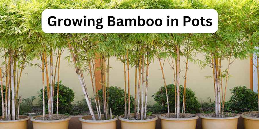 Growing Bamboo in Pots